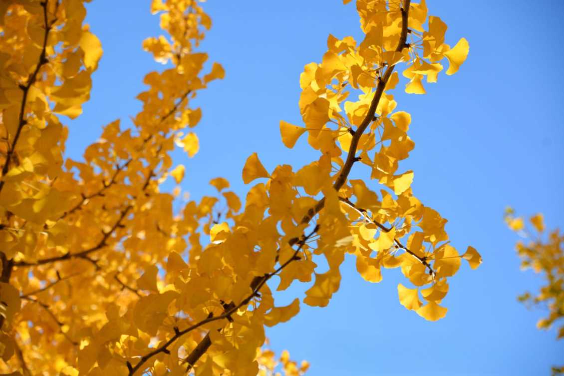 金叶藏千年：英国银杏叶的养生智慧，香港保健品代工厂为您带来解析