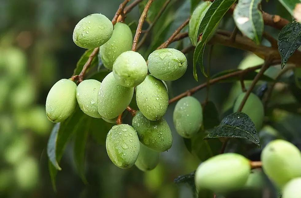 英国橄榄蕴含的抗衰密钥：苦味分子如何开启时光逆旅？进口保健品代工厂深度解读