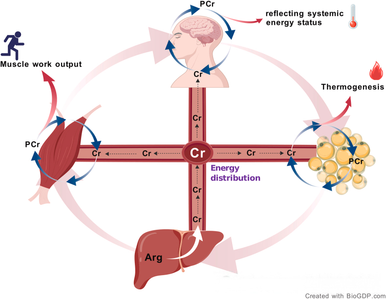 英国肌酸，磷酸原系统：高强度运动的“能量通货”，进口保健品代工厂带您科学解读英国肌酸如何助力极限爆发力