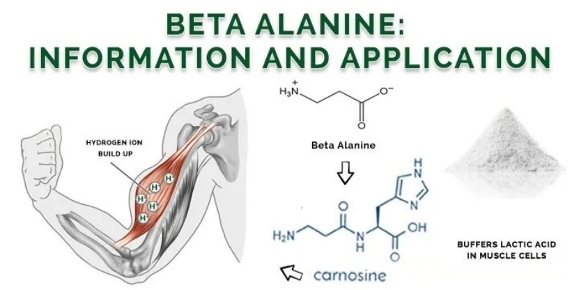 英国β-丙氨酸：解锁细胞内的“pH缓冲大师”，驱动运动表现新革命